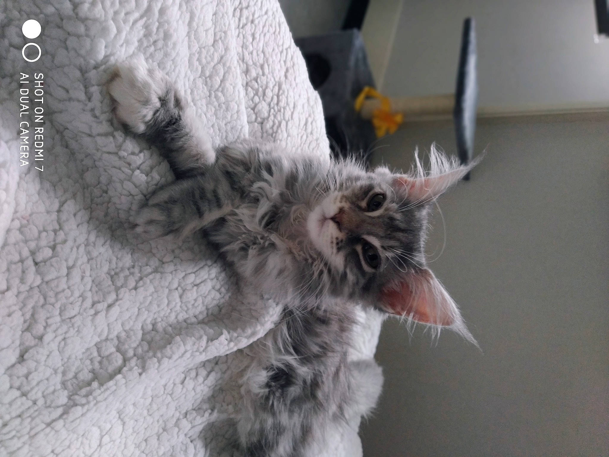 Rio participe au concours pour gagner de l'argent avec cette photo : british_longhair, carnivore, cat, claw, ear, felidae, fur, kitten, maine_coon, norwegian_forest_cat, small_to_medium_sized_cats, whiskers