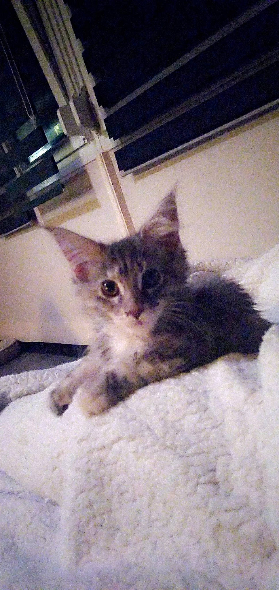 Rio participe au concours pour gagner de l'argent avec cette photo : asian, carnivore, cat, domestic_long_haired_cat, domestic_short_haired_cat, fawn, felidae, kitten, maine_coon, mammal, norwegian_forest_cat, polydactyl_cat, small_to_medium_sized_cats, vertebrate, whiskers