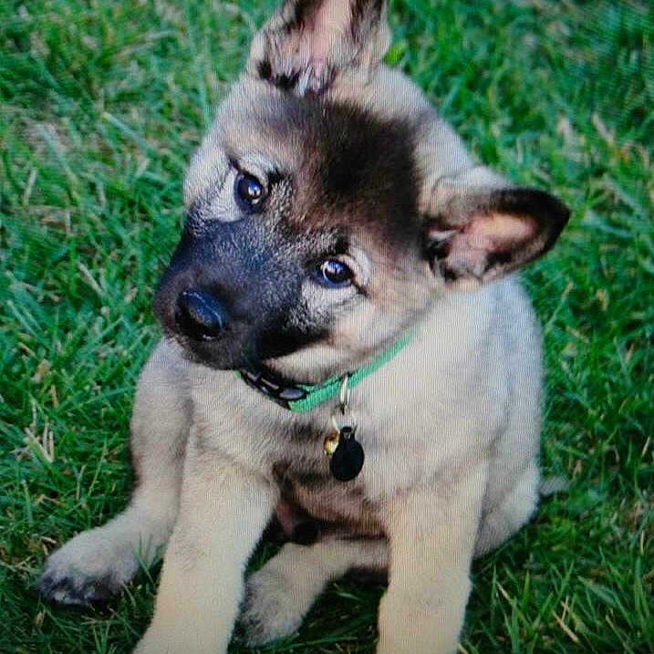 Oliver