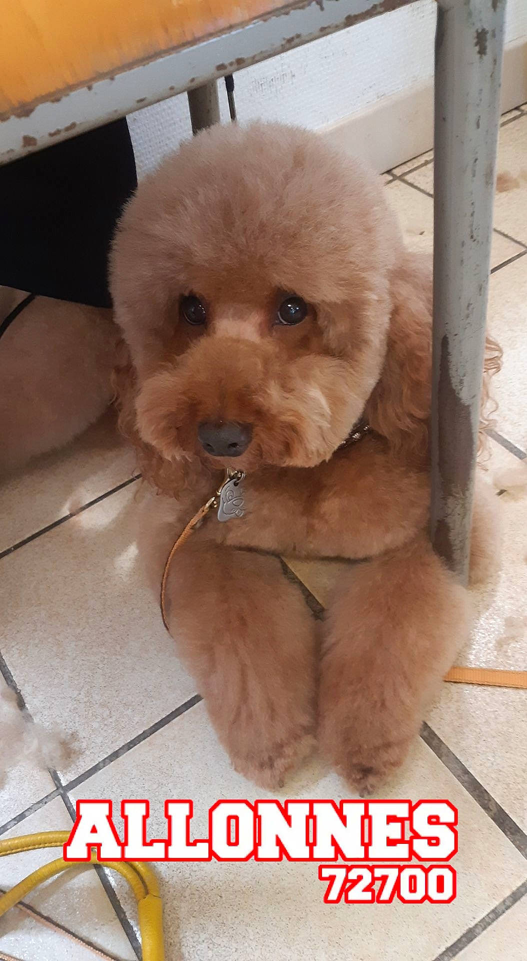 Irma a rejoint le concours — aidez-le/la à gagner de superbes lots ! canidae, carnivore, collar, companion_dog, dog, dog_breed, dog_collar, fawn, fur, labradoodle, liver, maltepoo, poodle, poodle_crossbreed, small_terrier, snout, sporting_group, terrier, toy_dog, working_animal