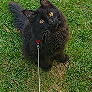 Arlow participe au concours pour gagner de l'argent avec cette photo : animal, black_cat, cat, curious, cute, domestic_animal, eyes, feline, fur, grass, greenery, leash, looking_up, mammal, nature, outdoor, pet, portrait, sitting, whiskers