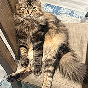 Cannoli is registered to the contest to win money with this photo: cat, tabby, fluffy, feline, chair, cushion, indoor, pet, relaxed, posing, wooden_furniture, carpet, home, animal, looking_at_camera, long_tail, paw, whiskers, domestic_cat, seated