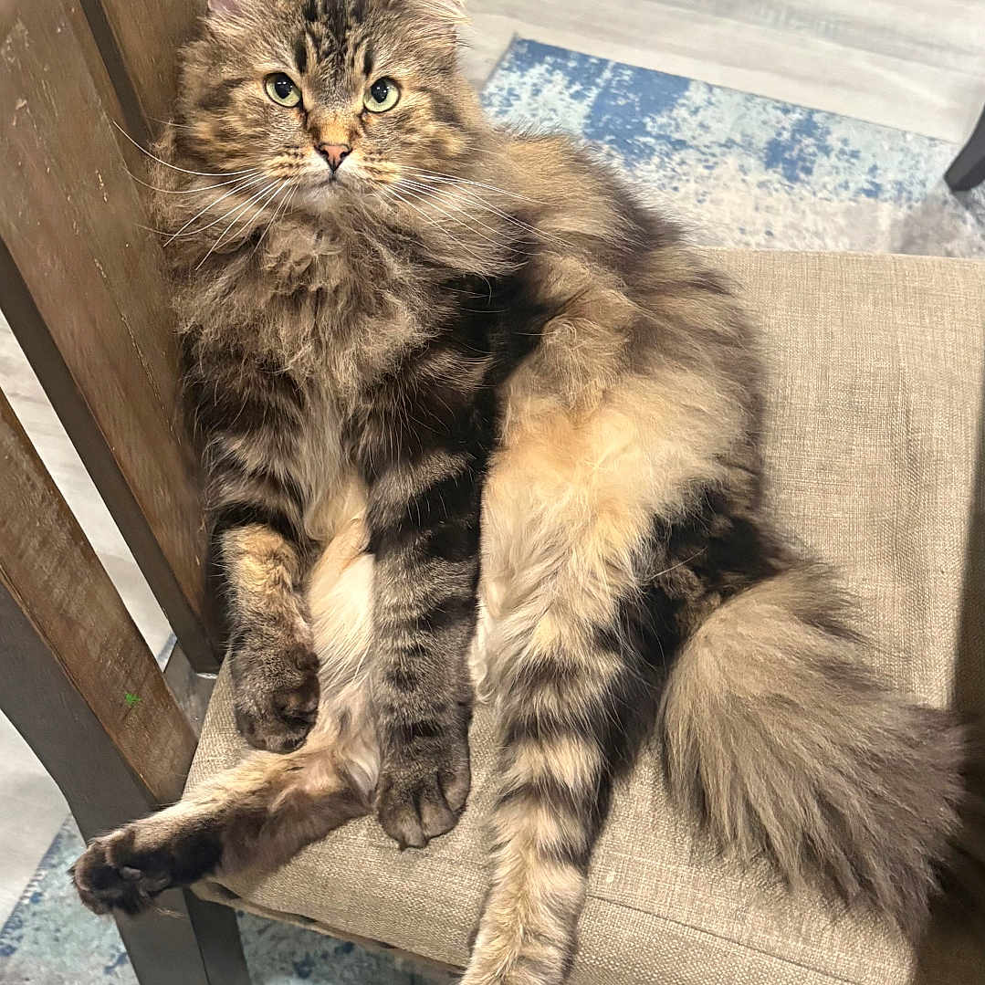 Cannoli is registered to the contest to win money with this photo: cat, tabby, fluffy, feline, chair, cushion, indoor, pet, relaxed, posing, wooden_furniture, carpet, home, animal, looking_at_camera, long_tail, paw, whiskers, domestic_cat, seated