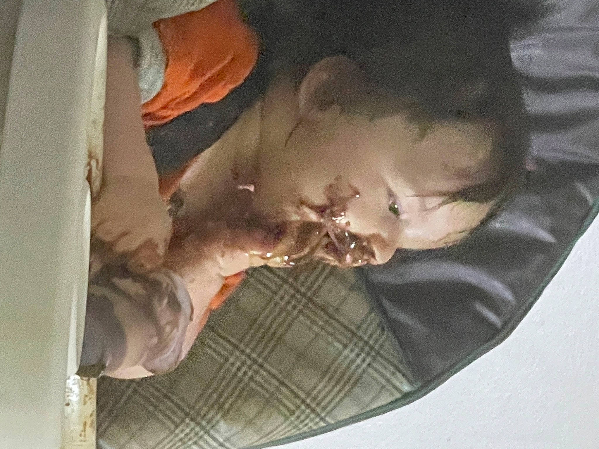 Cain joined the competition — help win amazing prizes! auto_part, baby, baby_products, child, comfort_food, dress, eyelash, fashion_accessory, happy, nap, organ, person, room, sitting, toddler, tree, vehicle_door, vintage_clothing, window