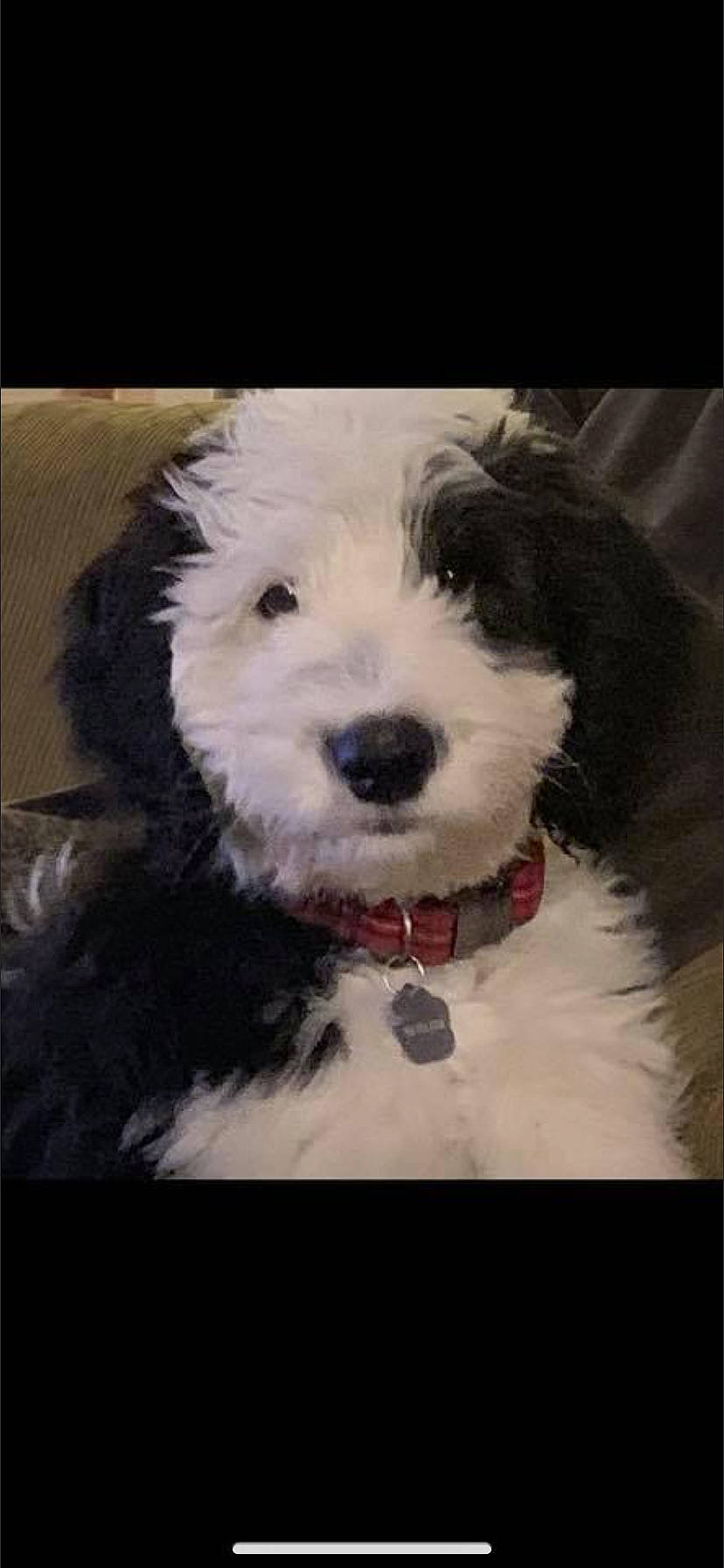 Oreo is registered to the contest to win money with this photo: art, carnivore, companion_dog, dog, dog_breed, dog_collar, fur, non_sporting_group, puppy, small_terrier, sporting_group, terrier, toy_dog, water_dog, working_animal