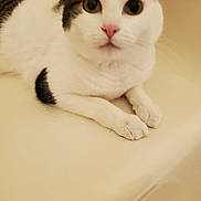 Jasmine is registered to the contest to win money with this photo: animal, black_spots, cat, close_up, cute, domestic_cat, ears, eyes, face, feline, fur, indoor, looking, mammal, paws, pet, relaxed, resting, whiskers, white_cat