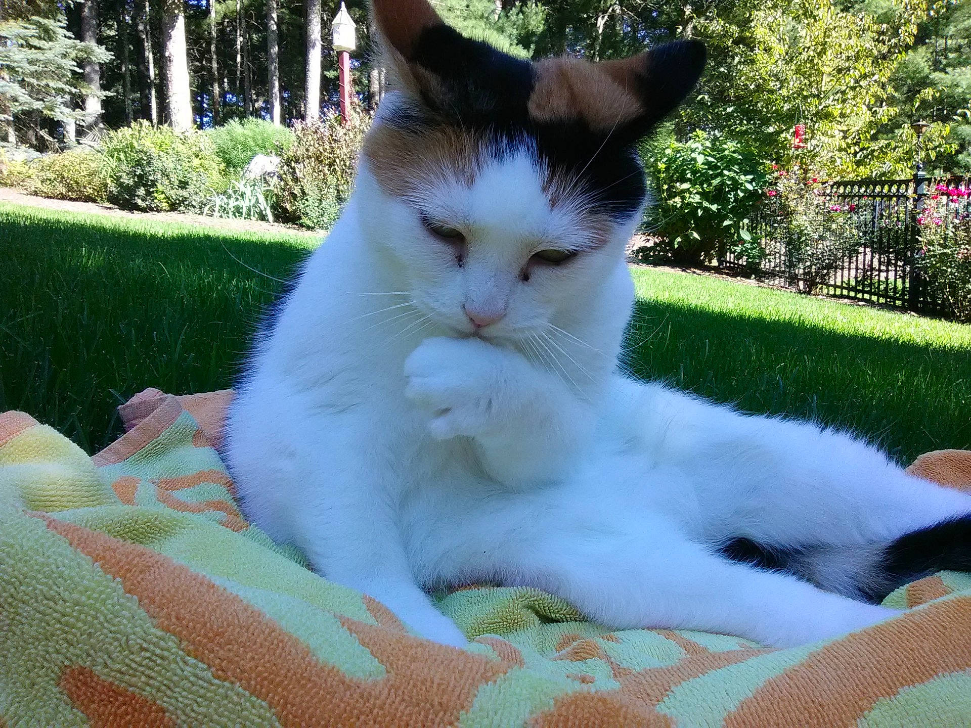 Sady joined the competition — help win amazing prizes! annual_plant, carnivore, cat, domestic_short_haired_cat, eye, fawn, felidae, fur, garden, grass, green, groundcover, lawn, plant, small_to_medium_sized_cats, snout, tail, terrestrial_animal, tree, whiskers