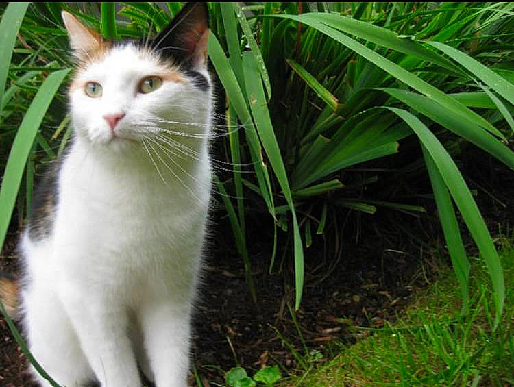 Sady is registered to the contest to win money with this photo: carnivore, cat, domestic_short_haired_cat, felidae, fur, grass, groundcover, herb, herbaceous_plant, plant, small_to_medium_sized_cats, snout, tail, terrestrial_animal, whiskers, wildlife, window