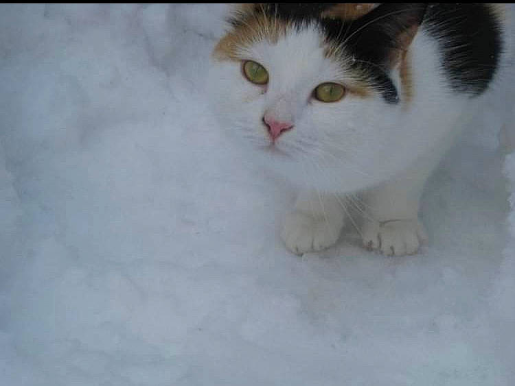 Sady is registered to the contest to win money with this photo: carnivore, cat, domestic_short_haired_cat, fawn, felidae, foot, fur, paw, small_to_medium_sized_cats, snow, tail, terrestrial_animal, whiskers