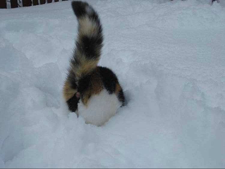 Sady joined the competition — help win amazing prizes! claw, dog_breed, felidae, freezing, fur, mammal, paw, small_to_medium_sized_cats, snow, sporting_group, tail, vertebrate, winter