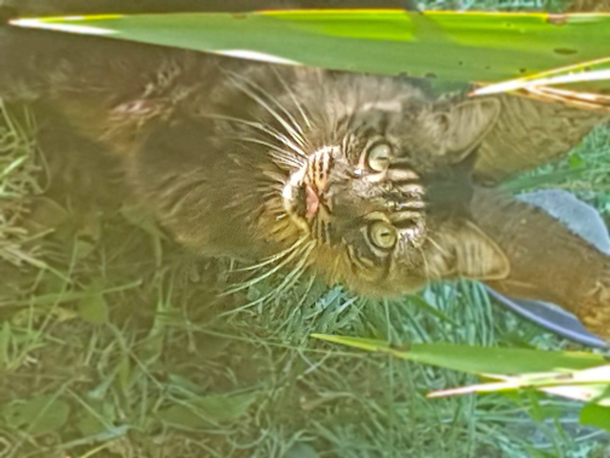 Johnny participe au concours pour gagner de l'argent avec cette photo : art, carnivore, felidae, fish, grass, insect, invertebrate, leaf, marine_biology, moths_and_butterflies, organism, pest, plant, pollinator, sculpture, terrestrial_animal, terrestrial_plant, whiskers, wildlife, wing