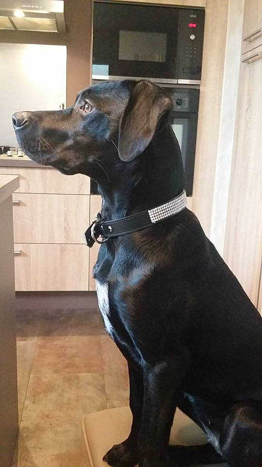 Katia a rejoint le concours — aidez-le/la à gagner de superbes lots ! black, canidae, carnivore, collar, companion_dog, dog, dog_breed, dog_collar, floor, flooring, guard_dog, hound, liver, mammal, pet_supply, snout, sporting_group, tail, working_animal, working_dog