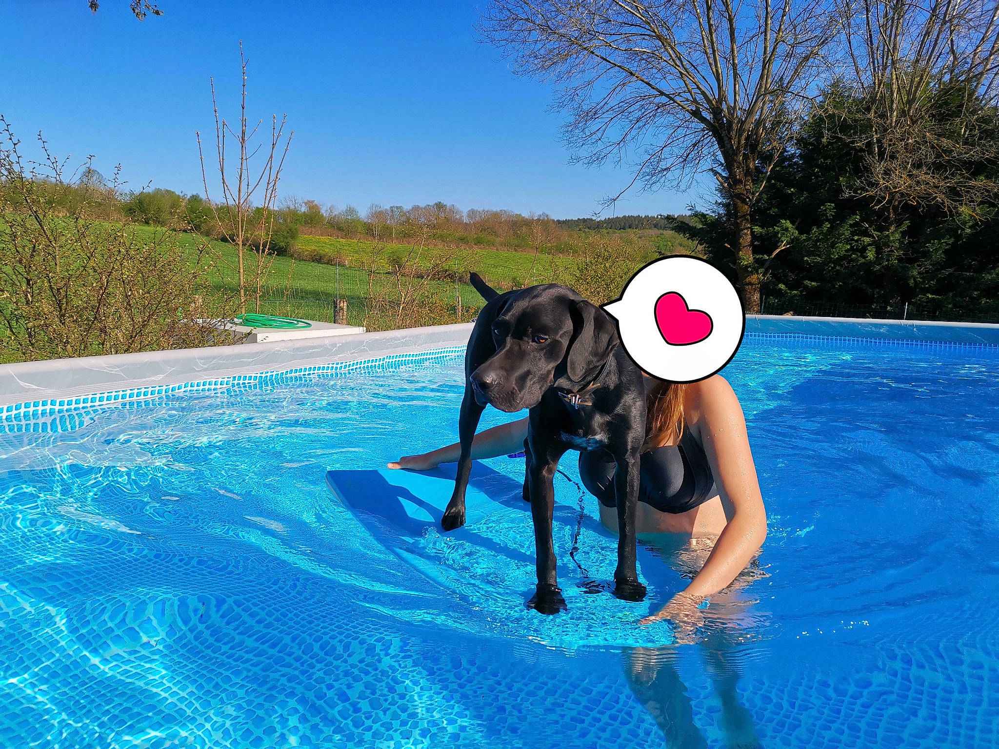 Katia participe au concours pour gagner de l'argent avec cette photo : aqua, borador, canidae, carnivore, companion_dog, dog, dog_breed, hunting_dog, liver, non_sporting_group, sporting_group, swimming_pool, tail, working_animal, working_dog