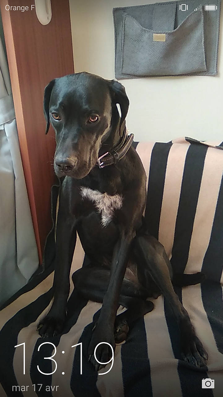 Katia a rejoint le concours — aidez-le/la à gagner de superbes lots ! black, canidae, carnivore, companion_dog, dog, dog_breed, gun_dog, home_accessories, lamp, liver, photo_caption, snout, sporting_group, terrestrial_animal, whiskers, working_animal, working_dog