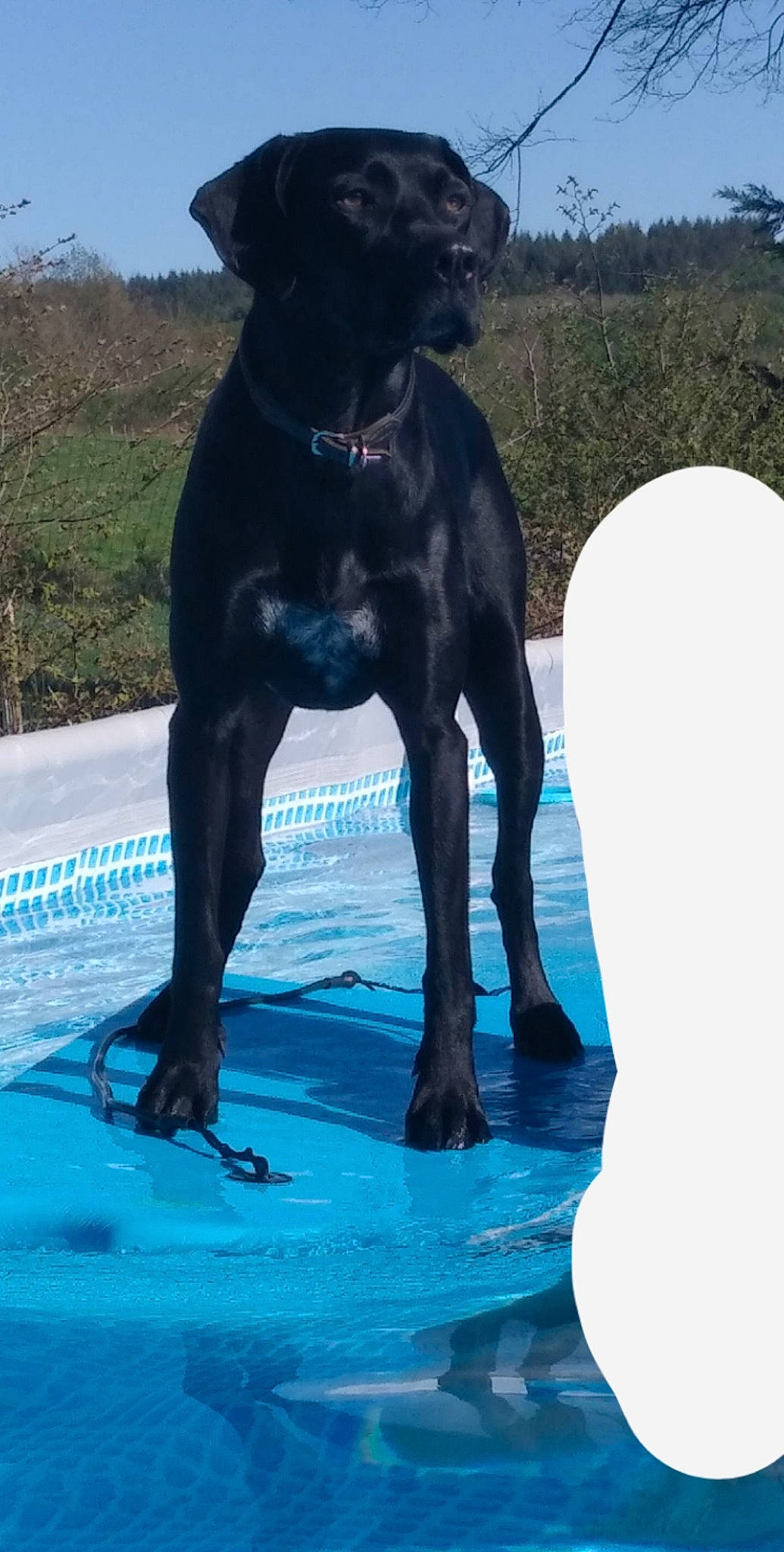 Katia participe au concours pour gagner de l'argent avec cette photo : aqua, azure, canidae, carnivore, collar, companion_dog, dog, dog_breed, dog_collar, guard_dog, liver, pet_supply, snout, sporting_group, swimming_pool, working_animal, working_dog
