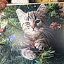 animal, calendar, cat, christmas_tree, closeup, cute, decoration, eyes, fur, greenery, hand, holiday, indoors, kitten, paws, pet, pine_cone, shelf, tabby, wooden_container