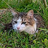 Moon participe au concours pour gagner de l'argent avec cette photo : cat, animal, grass, outdoor, nature, pet, feline, greenery, whiskers, ears, close_up, mammal, fur, eye, cute, laying_down, wildlife, domestic_animal, portrait, relaxing