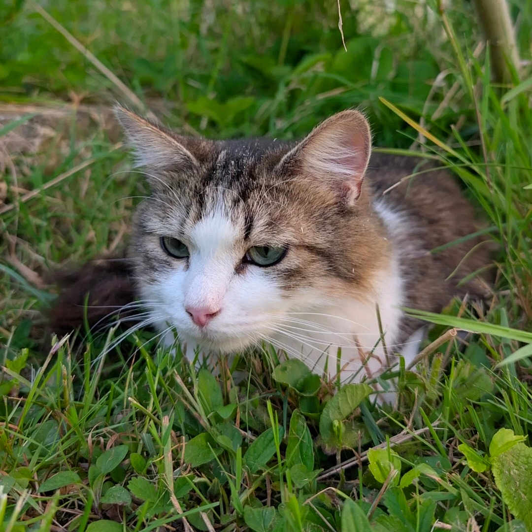 Moon participe au concours pour gagner de l'argent avec cette photo : cat, animal, grass, outdoor, nature, pet, feline, greenery, whiskers, ears, close_up, mammal, fur, eye, cute, laying_down, wildlife, domestic_animal, portrait, relaxing