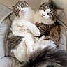 cat, cats, pet_bed, snuggling, fluffy_tail, green_eyes, cozy, cute, fur, indoor, close_up, animal, mammal, two_animals, whiskers, pink_nose, tabby, white_fur, relaxed, curious