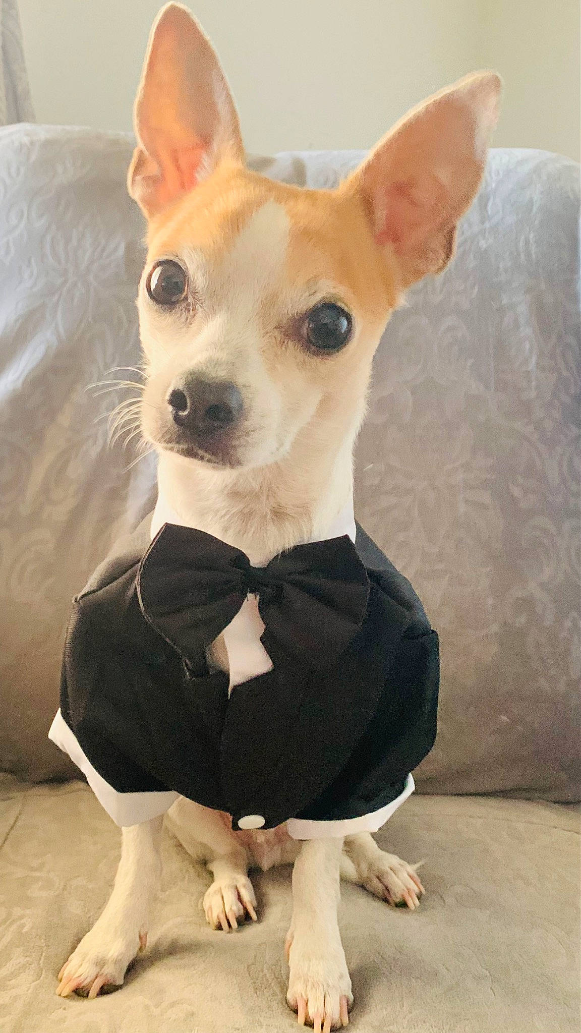 Peppy joined the competition — help win amazing prizes! canidae, carnivore, chihuahua, collar, companion_dog, costume_hat, dog, dog_breed, dog_clothes, dog_supply, ear, fawn, fur, non_sporting_group, pet_supply, snout, sporting_group, toy_dog, whiskers, working_animal