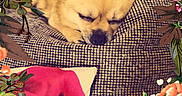 Djina participe au concours pour gagner de l'argent avec cette photo : animal, brown_dog, chihuahua, couch, cozy, cute, decor, dog, flower_frame, fur, home, illustration, indoor, napping, pet, pillow, relaxation, resting, sleeping, small_dog