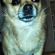 Djina participe au concours pour gagner de l'argent avec cette photo : alert, animal, black_nose, brown_fur, chair, chihuahua, close_up, dog, domestic_animal, ears, four_legs, fur, household, indoor, looking_at_camera, pet, small_dog, standing, whiskers, woven_chair