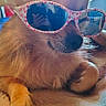 Djina a rejoint le concours — aidez-le/la à gagner de superbes lots ! accessory, animal, brown, casual, closeup, cozy, cute, dog, face, fluffy, furniture, indoor, light, pet, portrait, reflection, relaxed, resting, small_dog, sunglasses