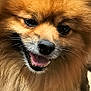 Maxou a rejoint le concours — aidez-le/la à gagner de superbes lots ! animal, canine, closeup, cute, dog, ears, face, floor, fluffy, fur, happy, indoors, mouth, pet, pomeranian, portrait, smiling, teeth, tile, tongue
