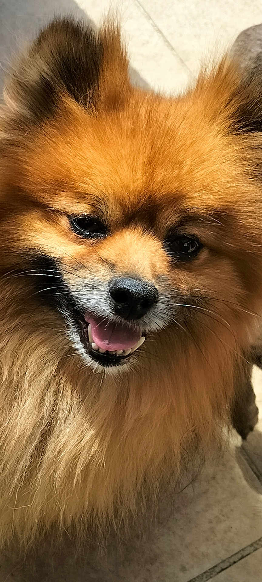 Maxou a rejoint le concours — aidez-le/la à gagner de superbes lots ! animal, canine, closeup, cute, dog, ears, face, floor, fluffy, fur, happy, indoors, mouth, pet, pomeranian, portrait, smiling, teeth, tile, tongue