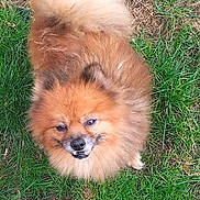 Maxou a rejoint le concours — aidez-le/la à gagner de superbes lots ! animal, brown, canine, cute, dog, ears, eyes, face, fluffy, fur, grass, ground, happy, nature, outdoor, pet, pomeranian, small_dog, smiling, tail