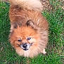animal, brown, canine, cute, dog, ears, eyes, face, fluffy, fur, grass, ground, happy, nature, outdoor, pet, pomeranian, small_dog, smiling, tail