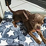animal, blanket, brown_dog, chihuahua, cute, dog, doorway, fluffy_blanket, fur, indoors, paw, pet, relaxed, resting, small_dog, star_pattern, sunlight, sunny, tile_floor, tongue_out