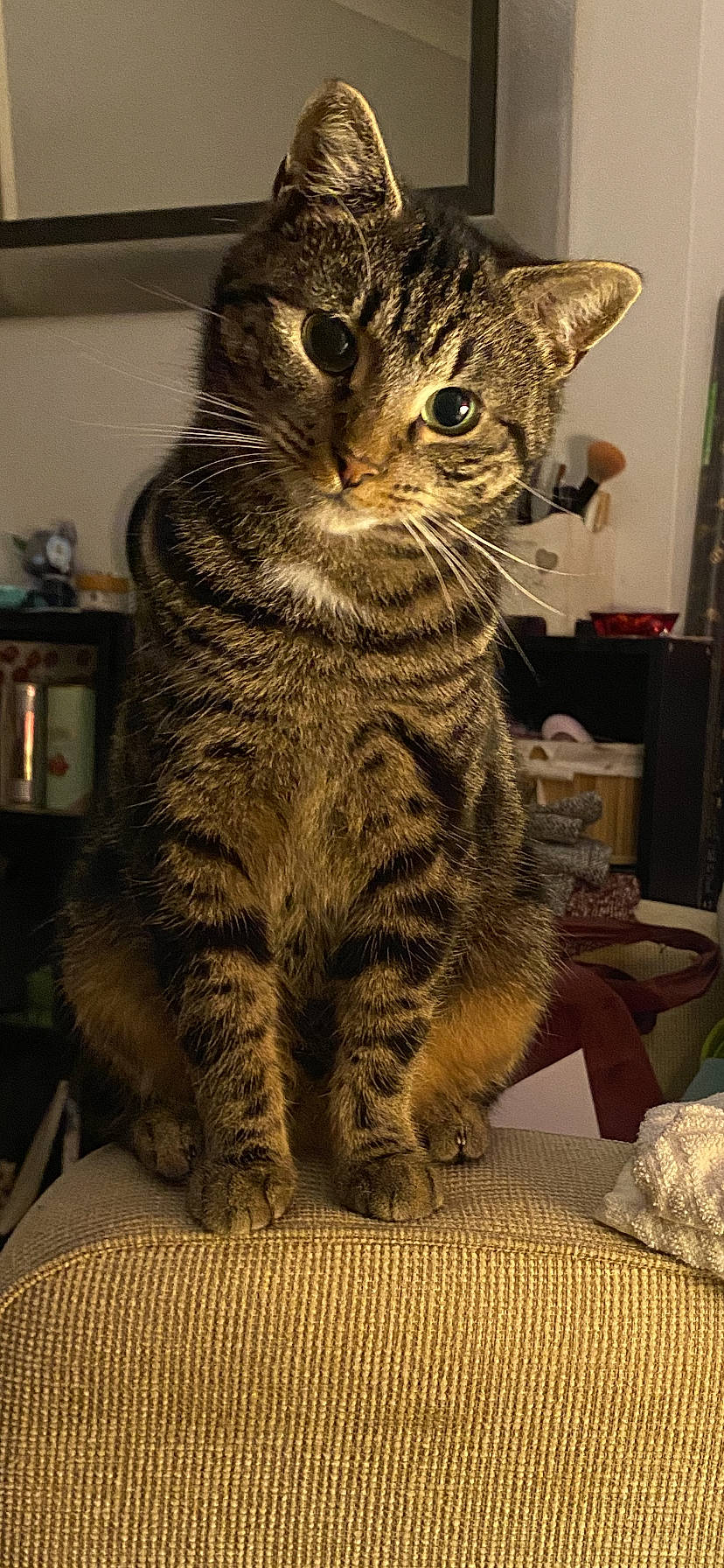 Brie joined the competition — help win amazing prizes! carnivore, cat, claw, comfort, domestic_short_haired_cat, eye, felidae, fur, paw, shelf, sitting, small_to_medium_sized_cats, snout, tail, terrestrial_animal, whiskers, wildlife