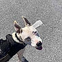 dog, white_dog, blue_eyes, large_ears, black_harness, asphalt, shadow, outdoor, sunny, pet, canine, standing, leash, close_up, animal, happy, tongue_out, daytime, street, looking_up