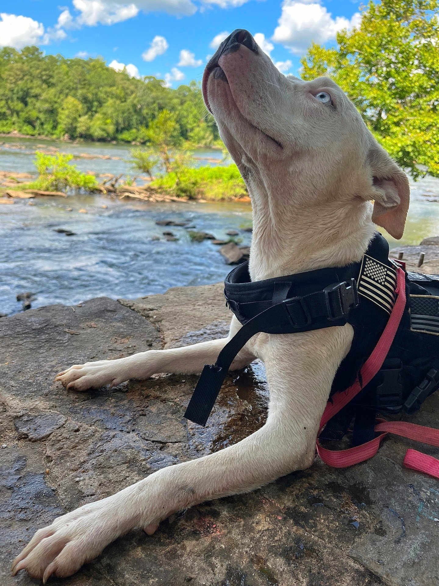 Nova
