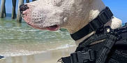 Nova is registered to the contest to win money with this photo: dog, white_dog, beach, sand, ocean, pier, blue_sky, harness, leash, side_profile, outdoor, daytime, canine, animal, water, nature, pet, ears, collar, sea