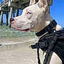 dog, white_dog, beach, sand, ocean, pier, blue_sky, harness, leash, side_profile, outdoor, daytime, canine, animal, water, nature, pet, ears, collar, sea