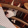 dog, white_dog, ears, nose, chair, wooden_bars, striped_pillow, brick_wall, indoor, pet, curious, close_up, animal, furniture, domestic, canine, looking, head, snout, cozy