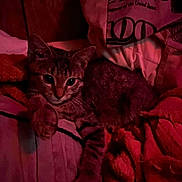 Bella Aka Bell Bell is registered to the contest to win money with this photo: animal, bed, blanket, cat, claws, cozy, cute, feline, fur, indoor, mammal, pet, pillow, relaxing, resting, sleepy, soft_texture, tabby_cat, warm_light, whiskers