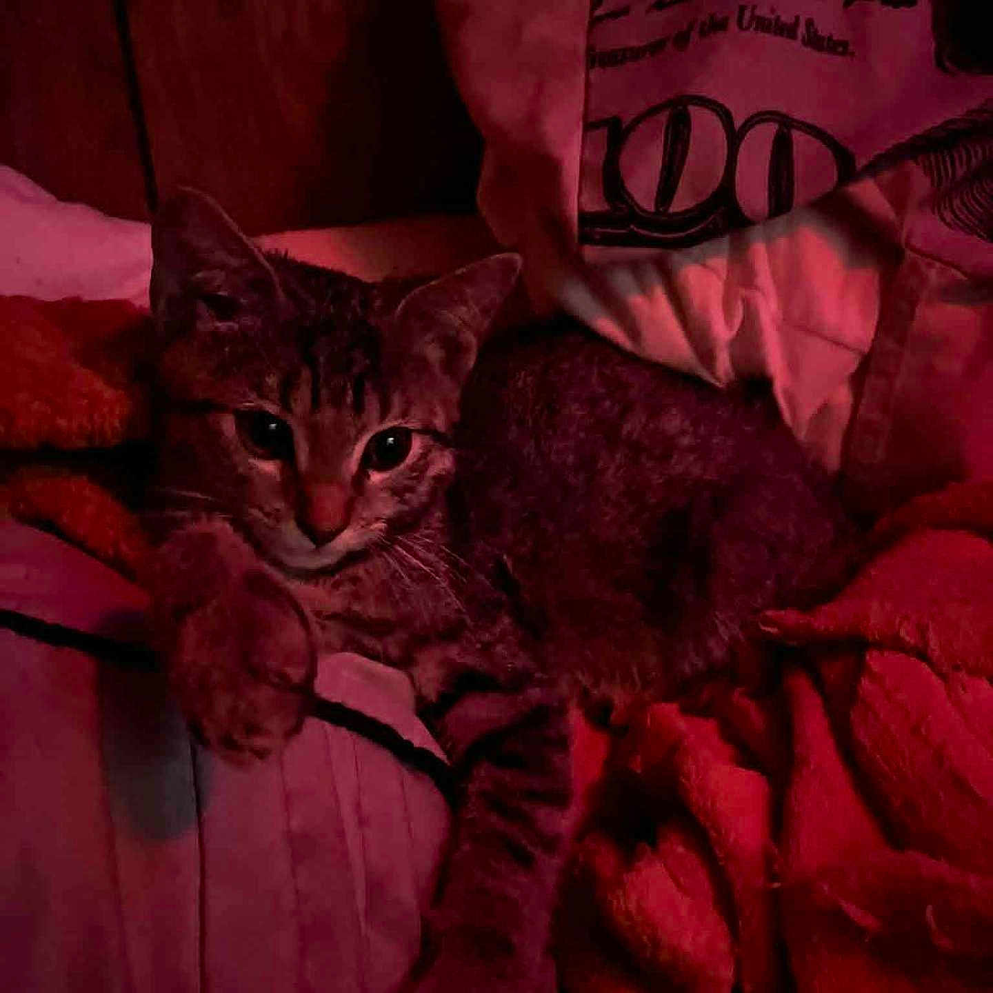 Bella Aka Bell Bell is registered to the contest to win money with this photo: animal, bed, blanket, cat, claws, cozy, cute, feline, fur, indoor, mammal, pet, pillow, relaxing, resting, sleepy, soft_texture, tabby_cat, warm_light, whiskers