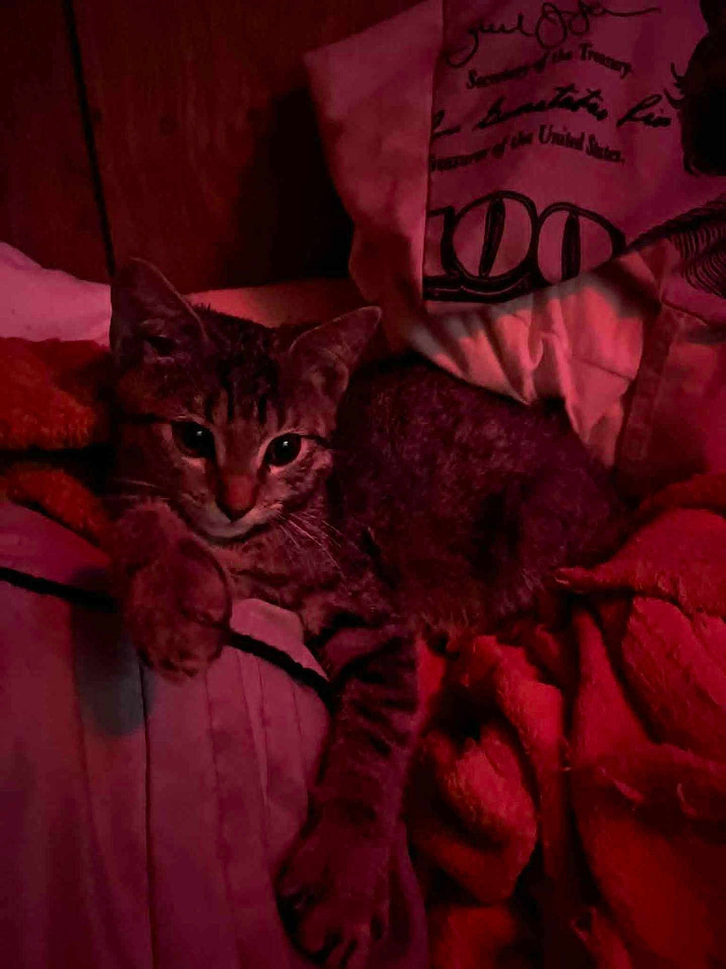 Bella Aka Bell Bell is registered to the contest to win money with this photo: animal, bed, blanket, cat, claws, cozy, cute, feline, fur, indoor, mammal, pet, pillow, relaxing, resting, sleepy, soft_texture, tabby_cat, warm_light, whiskers