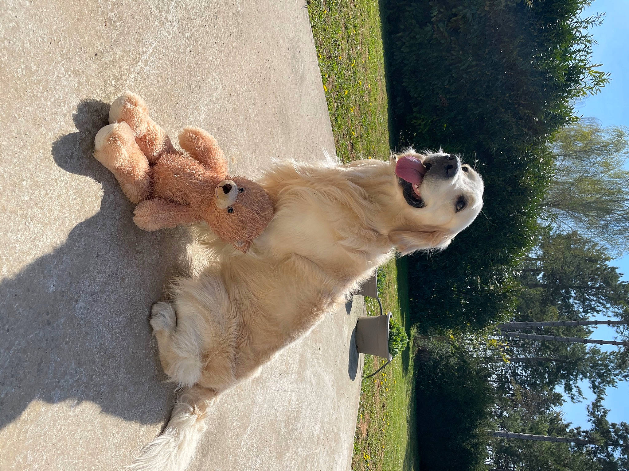 Pipo participe au concours pour gagner de l'argent avec cette photo : art, big_cats, canidae, carnivore, companion_dog, dog, dog_breed, felidae, grass, plant, sky, snout, tail, terrestrial_animal, toy, tree, trunk, water, wildlife, wood