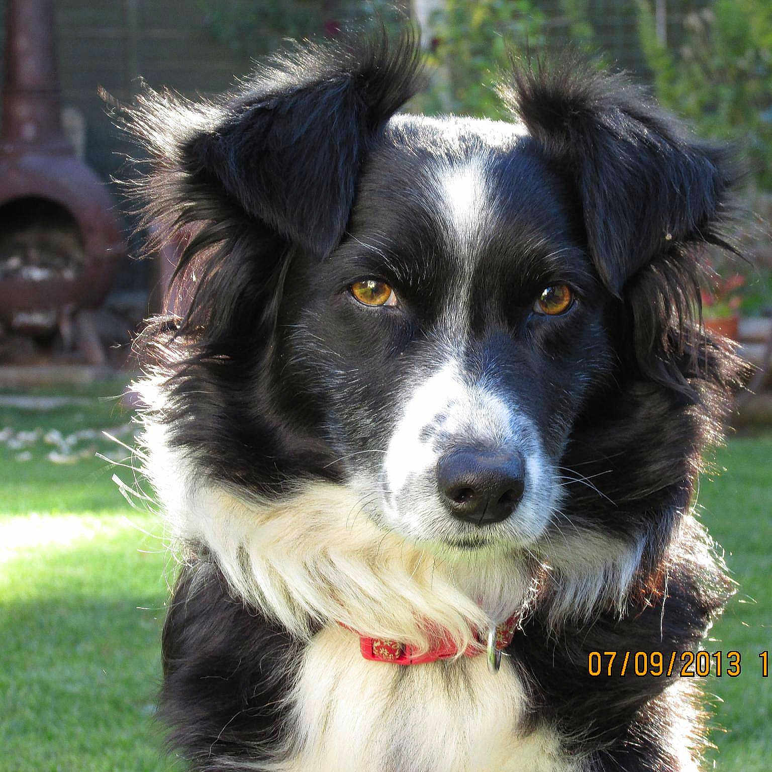 Tess