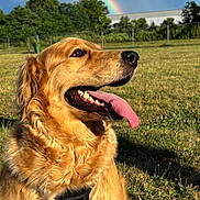 Bailey is registered to the contest to win money with this photo: dog, golden_retriever, tongue_out, grass, outdoor, rainbow, sky, clouds, sunlight, nature, pet, animal, happy, summer, field, tree, fence, canine, muzzle, collar