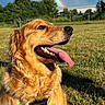 dog, golden_retriever, tongue_out, grass, outdoor, rainbow, sky, clouds, sunlight, nature, pet, animal, happy, summer, field, tree, fence, canine, muzzle, collar