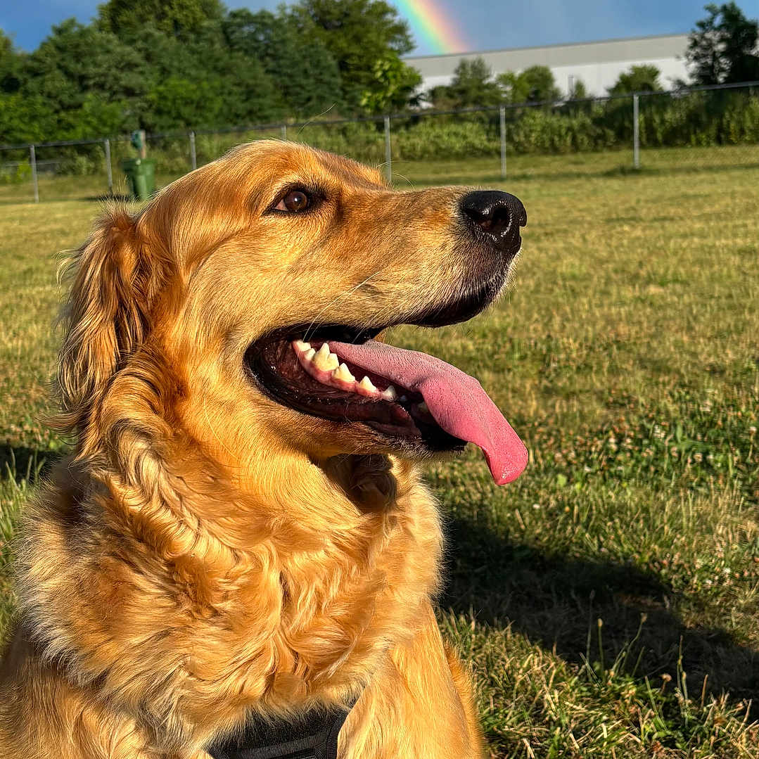 Bailey is registered to the contest to win money with this photo: dog, golden_retriever, tongue_out, grass, outdoor, rainbow, sky, clouds, sunlight, nature, pet, animal, happy, summer, field, tree, fence, canine, muzzle, collar