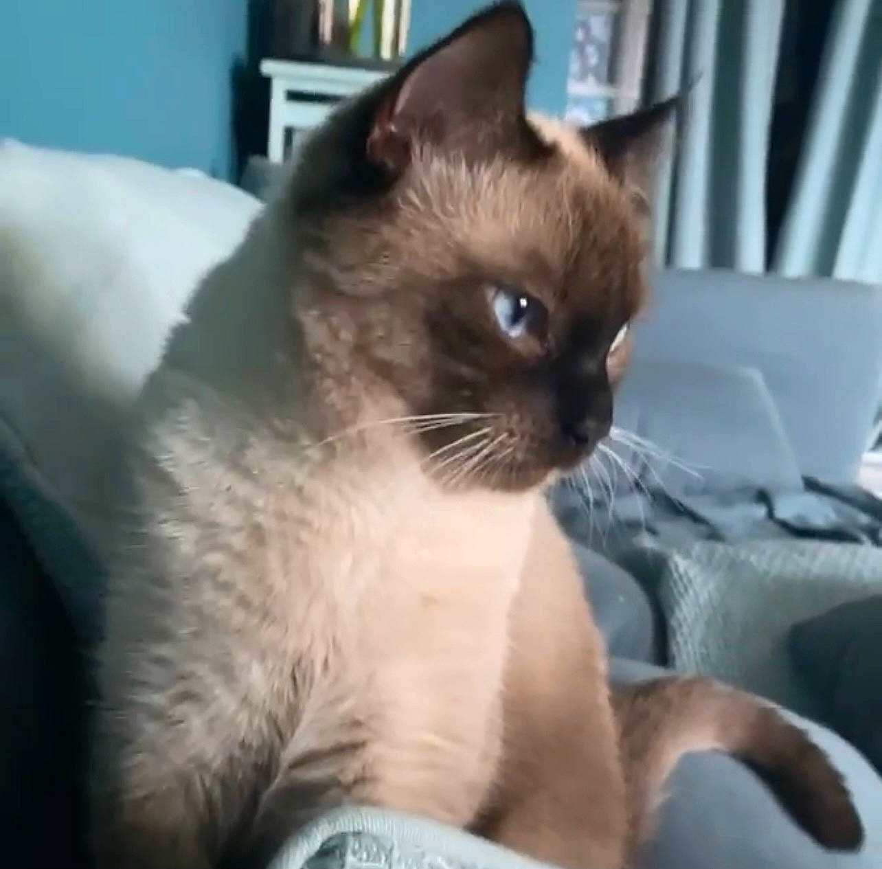 Bubble participe au concours pour gagner de l'argent avec cette photo : balinese, birman, carnivore, cat, comfort, fawn, felidae, fur, iris, pet_supply, siamese, small_to_medium_sized_cats, snout, tail, terrestrial_animal, thai, whiskers