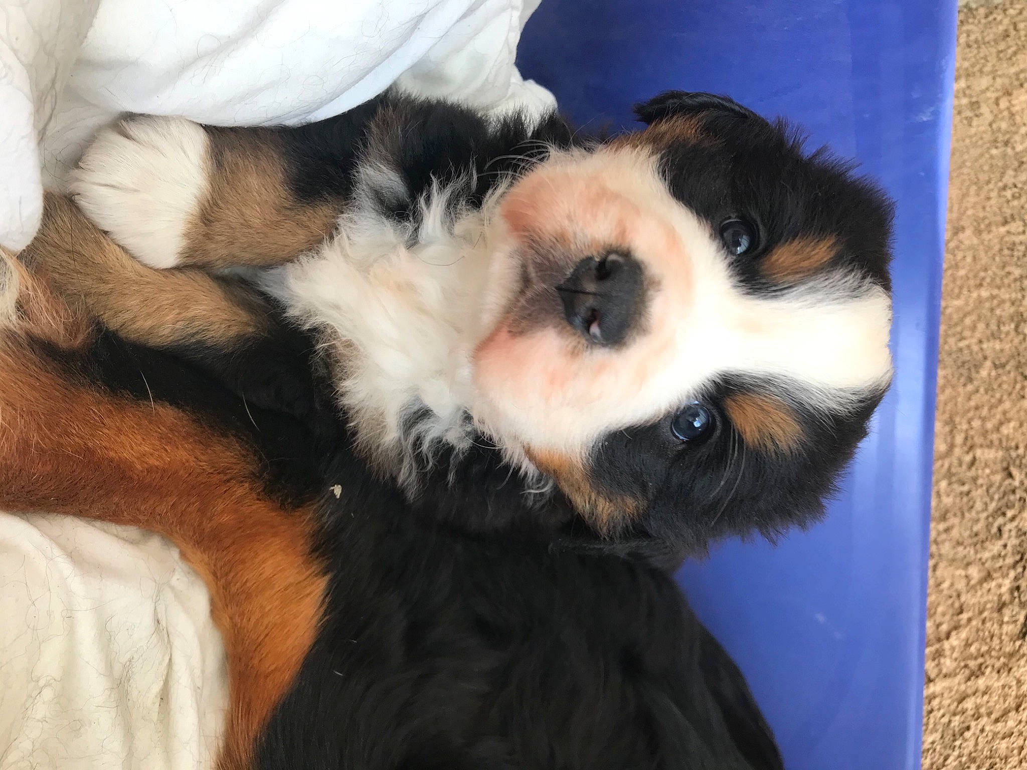 Lyra a rejoint le concours — aidez-le/la à gagner de superbes lots ! canidae, carnivore, claw, companion_dog, dog_breed, felidae, fur, nap, paw, puppy, small_to_medium_sized_cats, snout, sporting_group, tail, terrestrial_animal, whiskers, wildlife