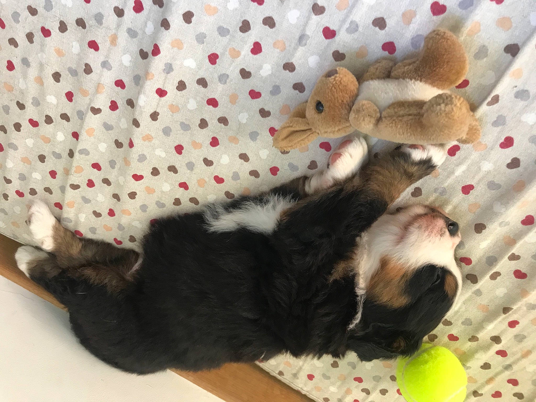 Lyra participe au concours pour gagner de l'argent avec cette photo : carnivore, cat, cat_supply, cat_toy, comfort, companion_dog, dog_breed, fawn, felidae, foot, fur, mammal, pattern, pet_supply, small_to_medium_sized_cats, stuffed_toy, tail, toy, vertebrate, whiskers