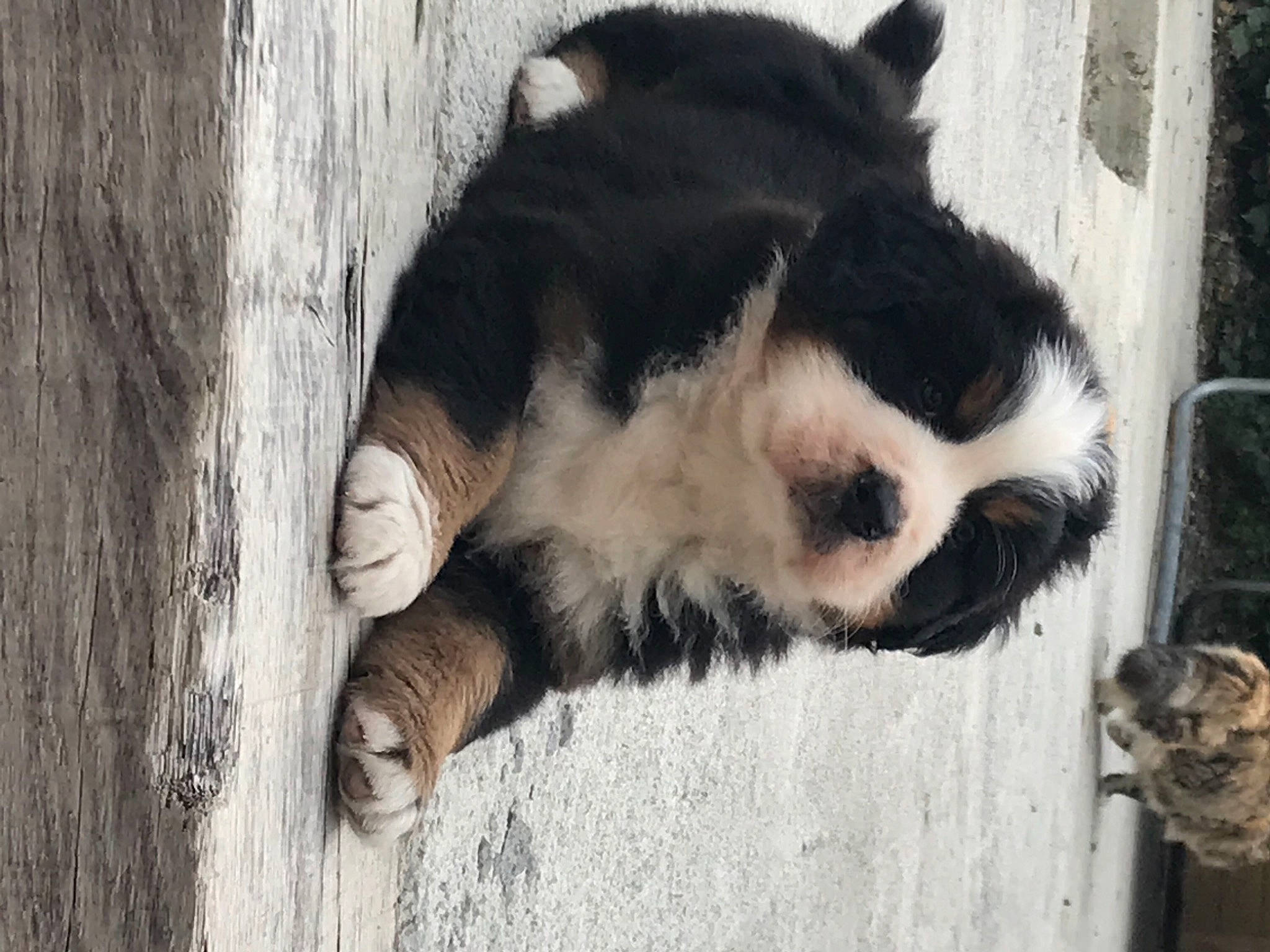 Lyra participe au concours pour gagner de l'argent avec cette photo : bear, canidae, carnivore, claw, dog_breed, door, fawn, fur, natural_material, panda, paw, snout, tail, terrestrial_animal, trunk, whiskers, wildlife, window, wood, zoo
